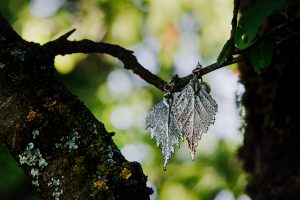 orecchini matrimonio natura foglie