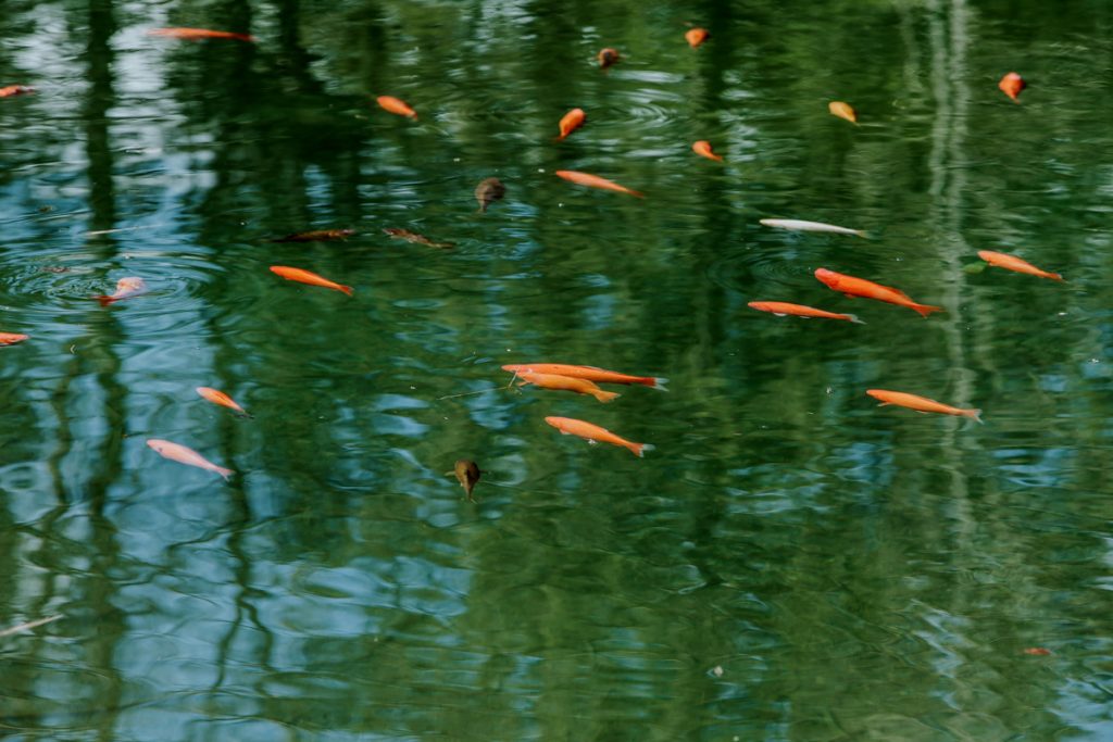 pesci rossi nel Lago Welsperg